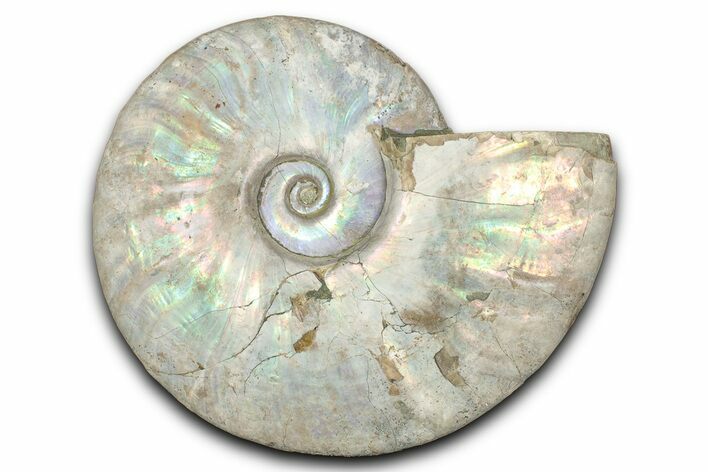 Silver Iridescent Ammonite (Cleoniceras) Fossil - Madagascar #345598